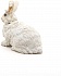 Ангорский кролик  - миниатюра №5